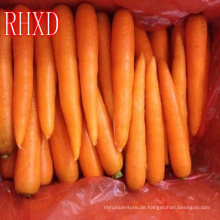 Spezifikationen der frischen Karotten frische Karotte nach Indonesien